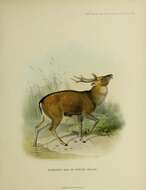 Image of Formosan sika deer