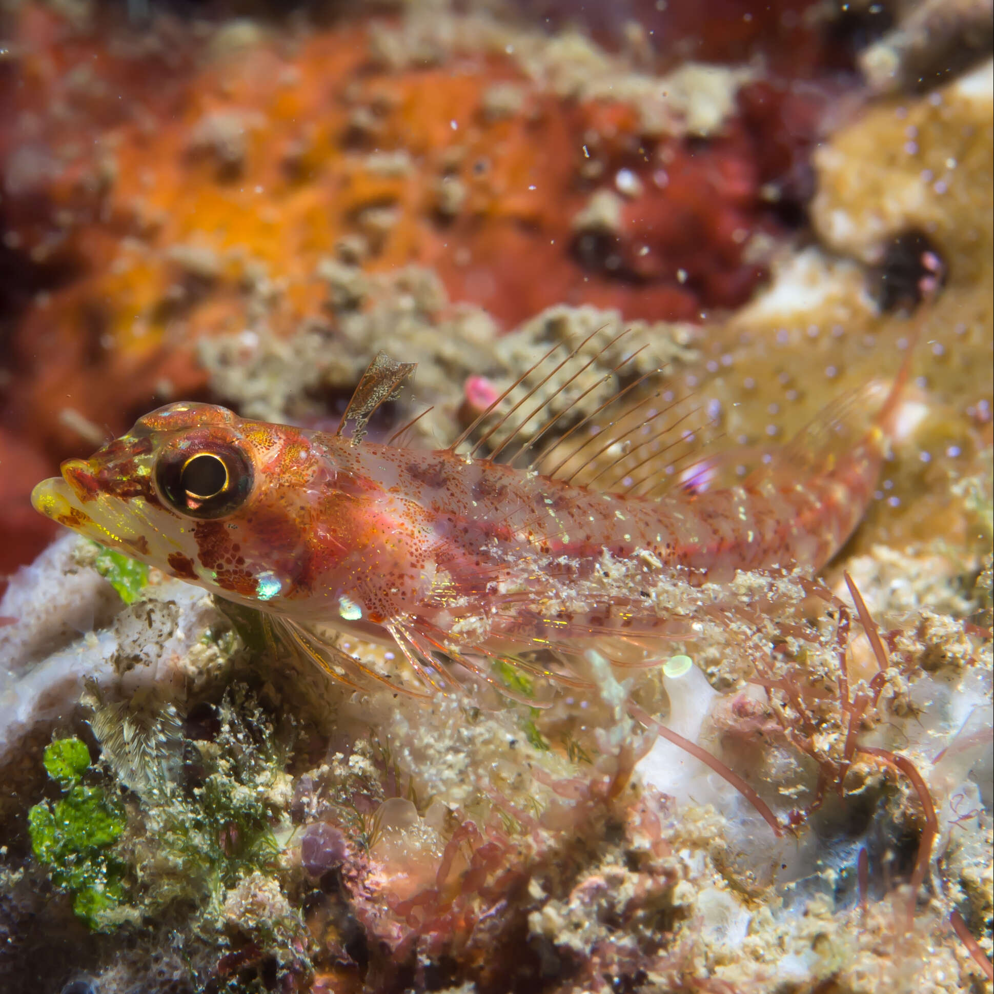 Image of yellowlip triplefin