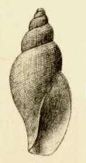 Image of Lusitanops expansus (Sars G. O. 1878)