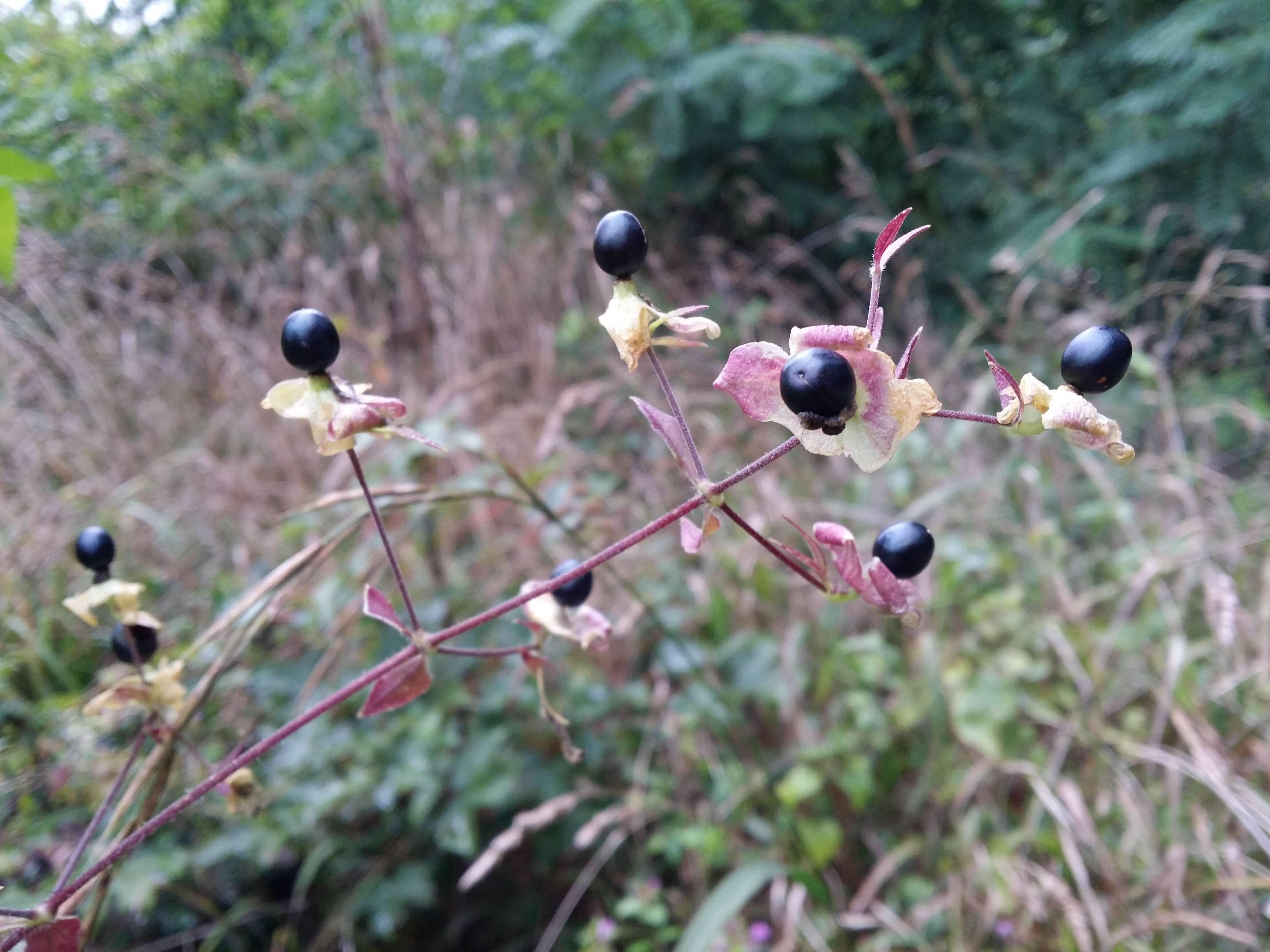 Слика од Silene baccifera (L.) Roth