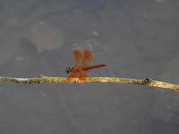 Image of Brachythemis Brauer 1868