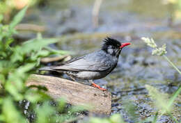 Image of Asian Black Bulbul