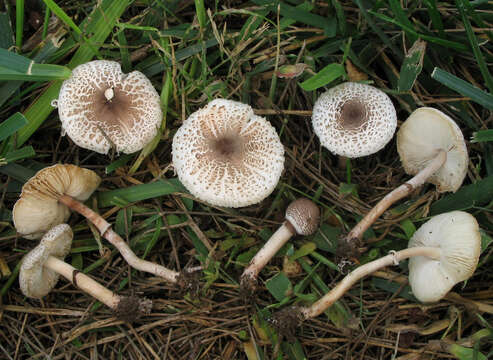 Image of Lepiota lilacea Bres. 1892