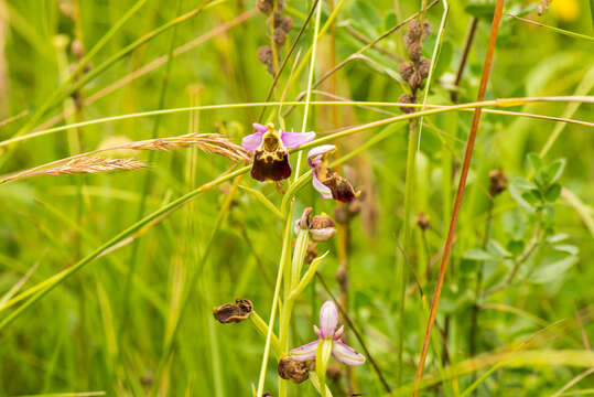 Image of late spider-orchid