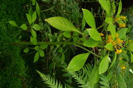 Image of Impatiens auricoma Baill.