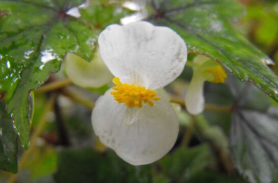 Слика од Begonia dregei Otto & A. Dietr.