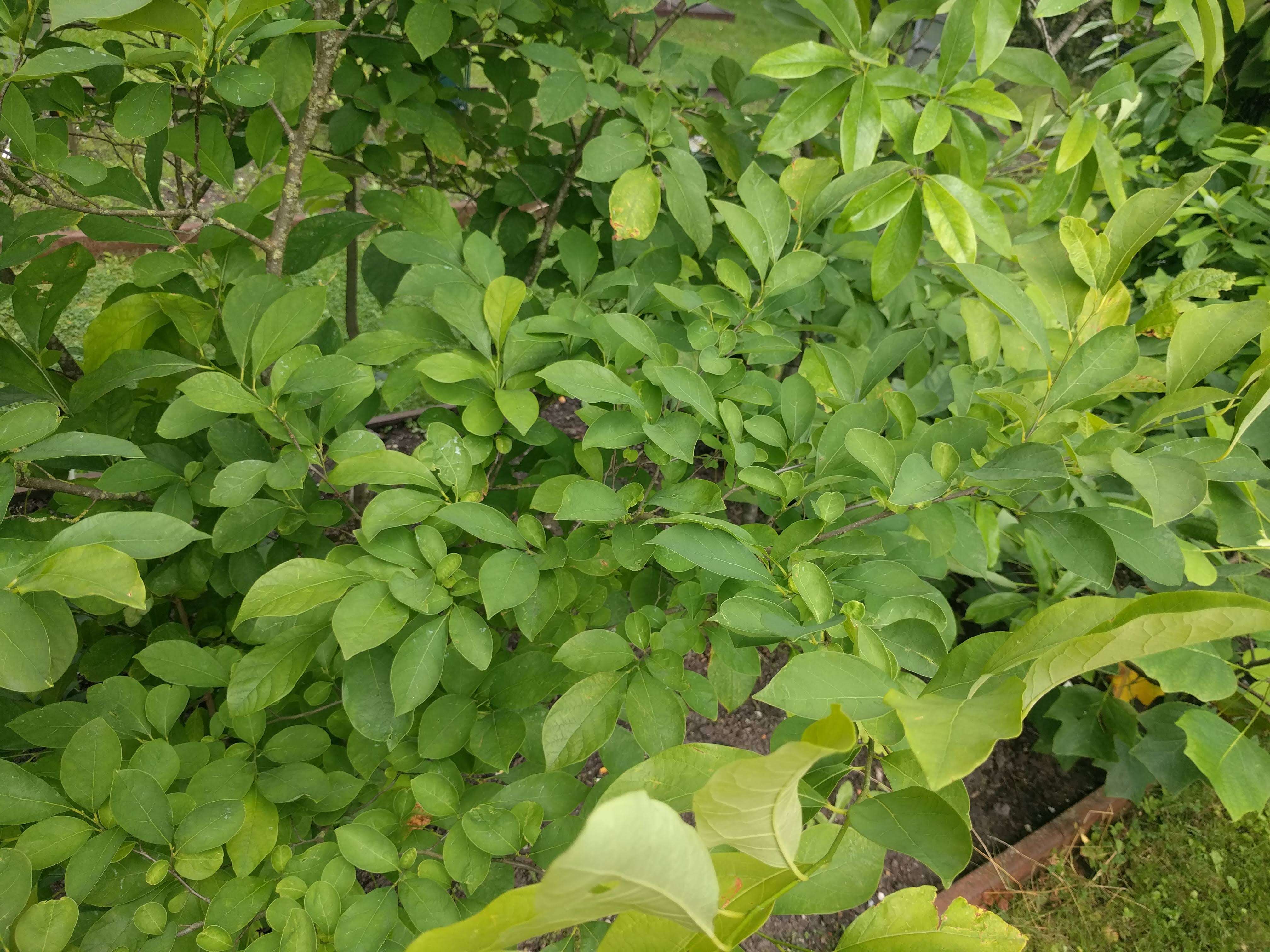 Image of northern spicebush