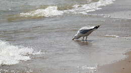 Image of Ring-billed Gull