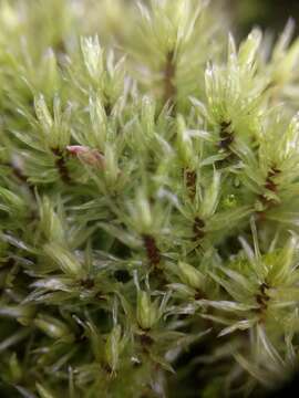 Image of aulacomnium moss