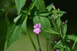 Image of Great Willowherb