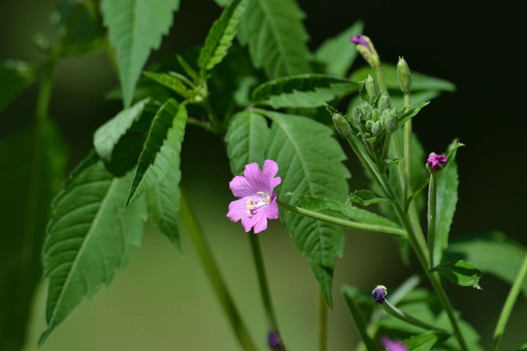 Image of Great Willowherb