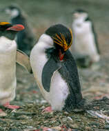 Image of Macaroni Penguin