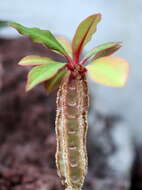 Euphorbia leuconeura Boiss. resmi