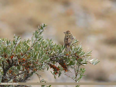 Image of Chestnut Bunting