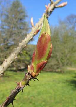 Image of castor aralia