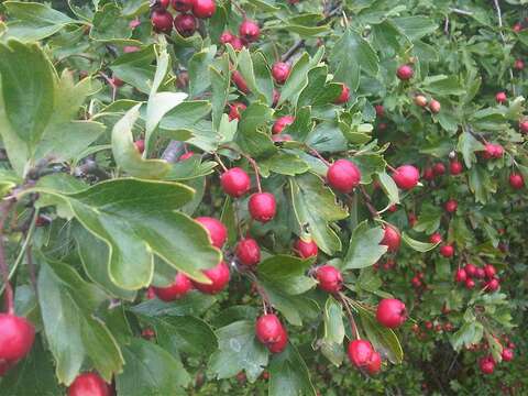 Image of Common Hawthorn