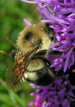 Image of Two-spotted Bumblebee