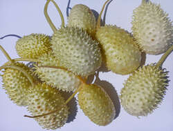 Image of West Indian gherkin