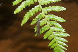 Image of Nematocera