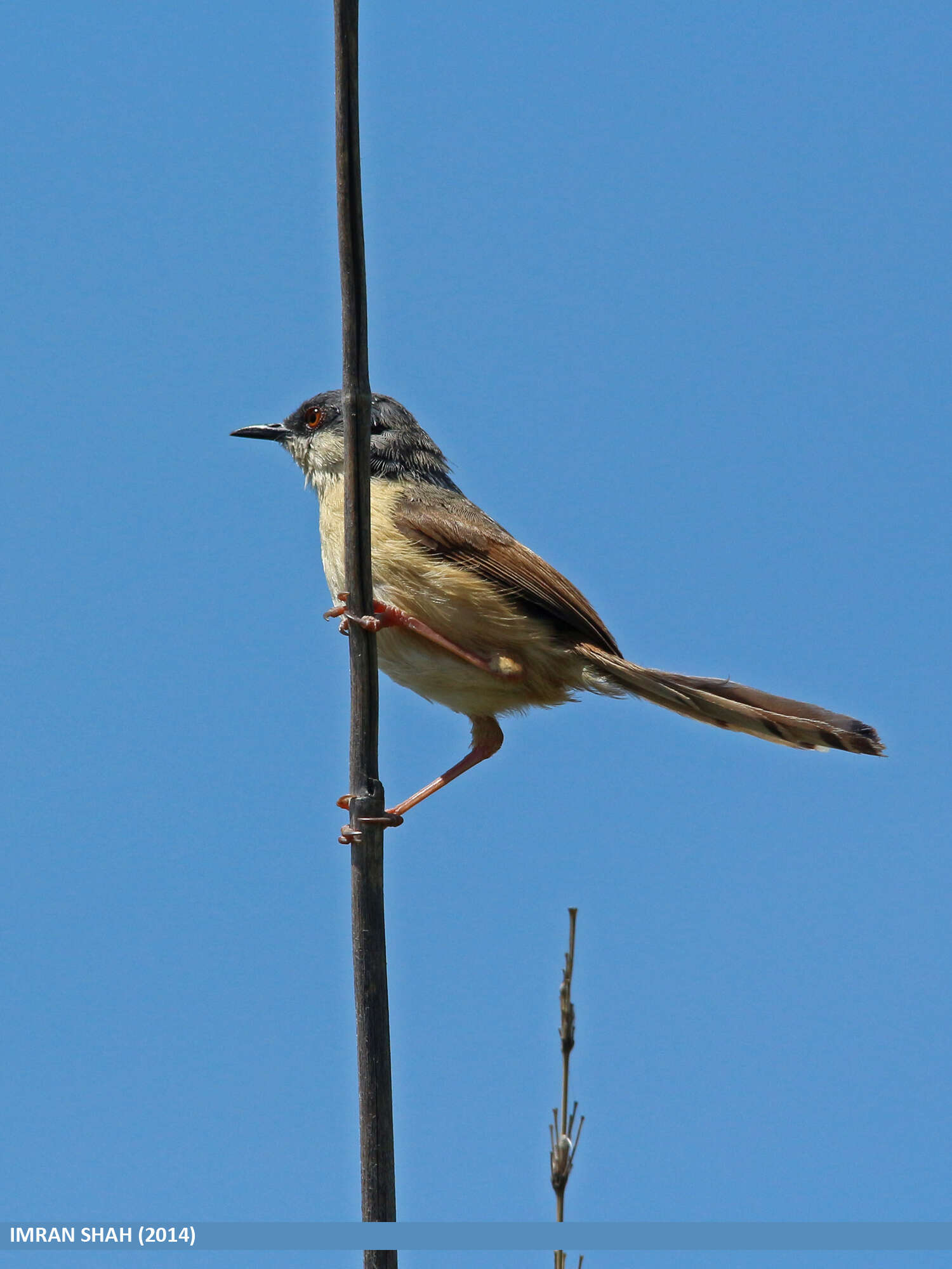 Image of Ashy Prinia