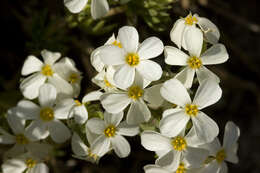 Image of Sierra linanthus