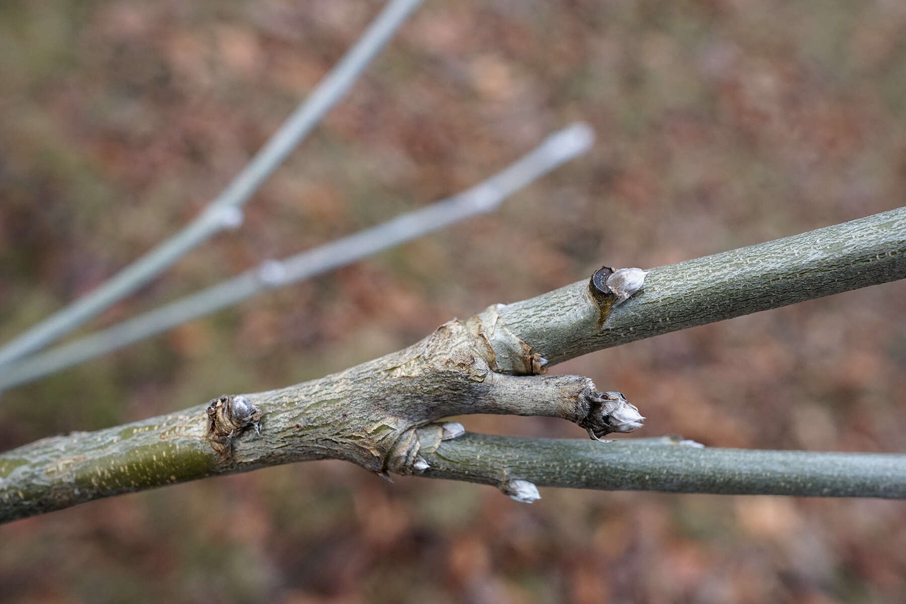 Image of Alpine Laburnum