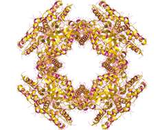 Image of Rotavirus