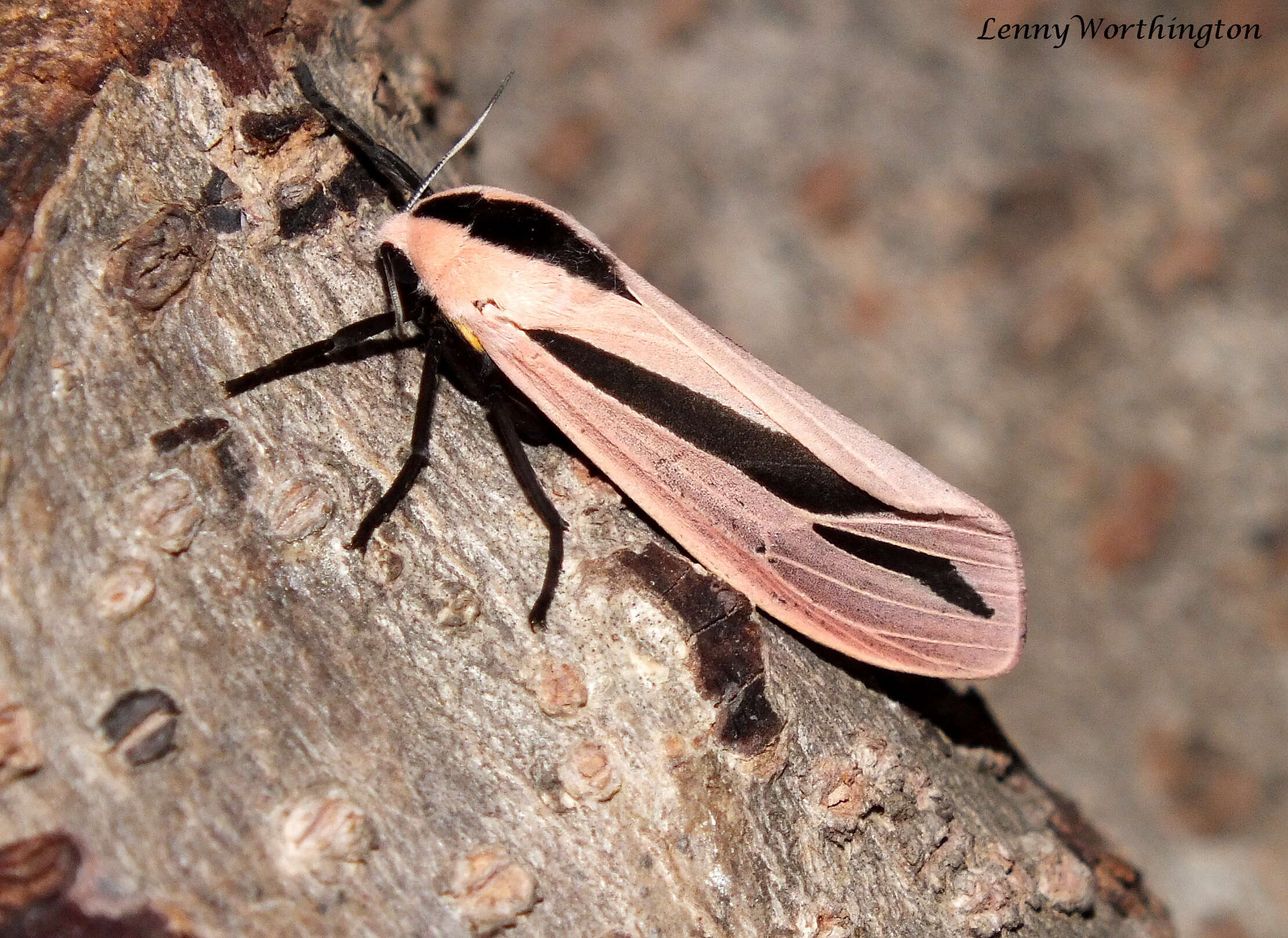 صورة Creatonotos gangis Linnaeus 1763