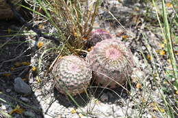 Image de Echinocereus pectinatus (Scheidw.) Engelm.