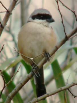 Image of Brown Shrike