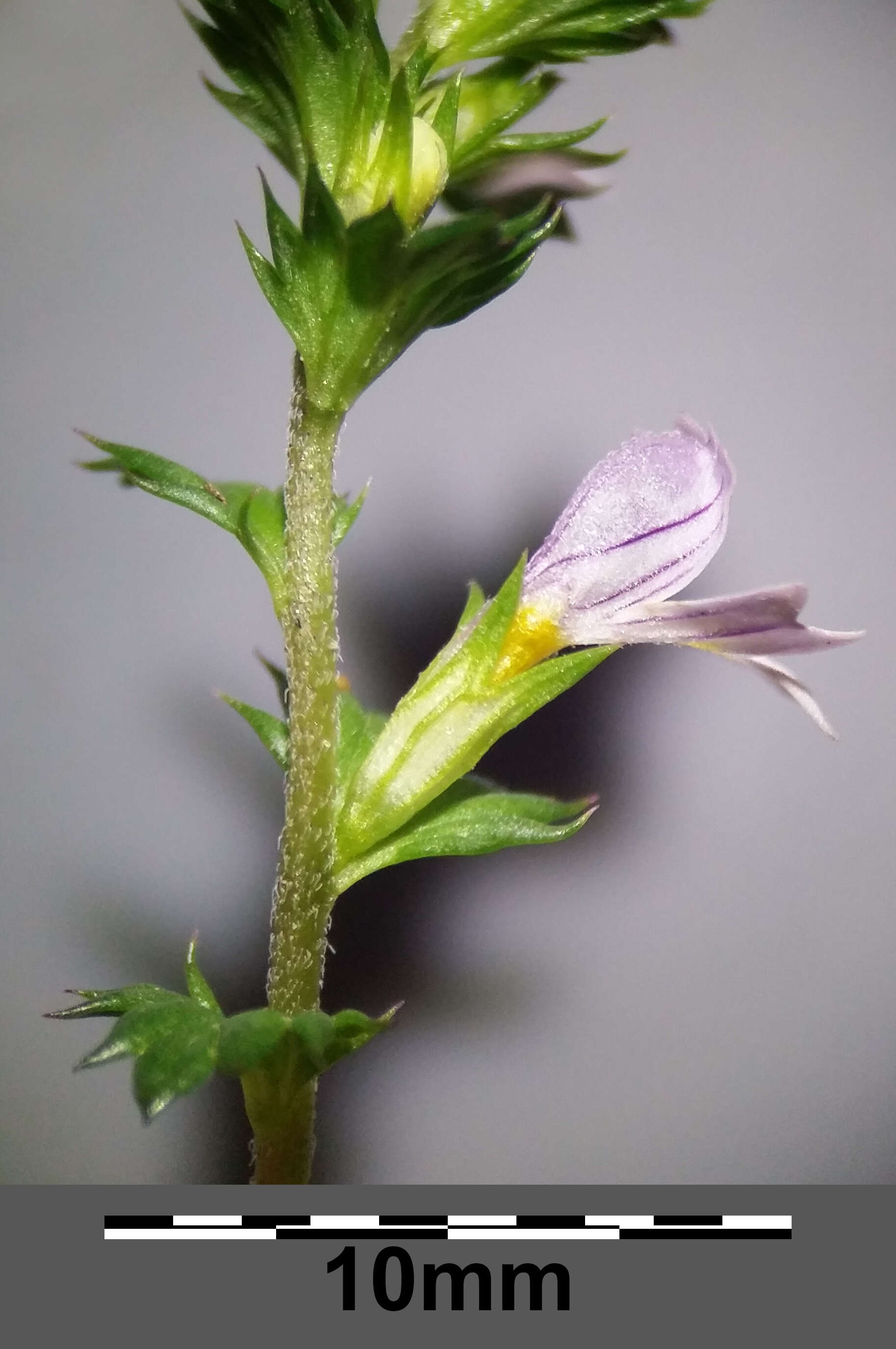 Слика од Euphrasia stricta D. Wolff ex J. F. Lehm.