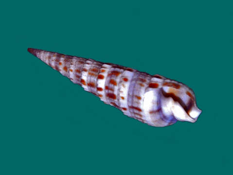 Image of Neoterebra armillata (Hinds 1844)