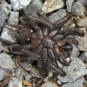 Image of Black tunnelweb