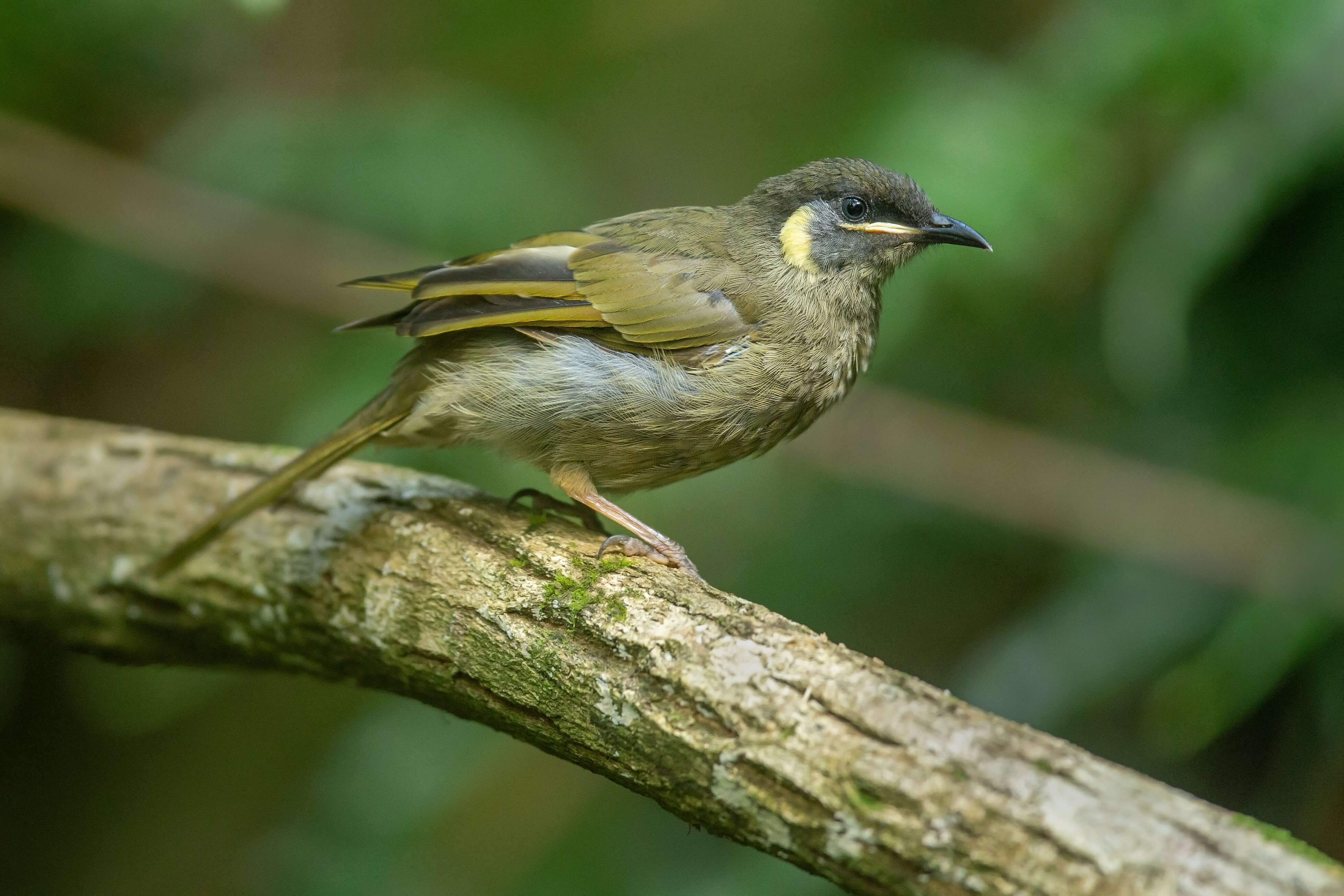 Image of Lewin's Honeyeater