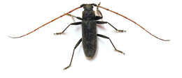 Image of Kulsi teak borer