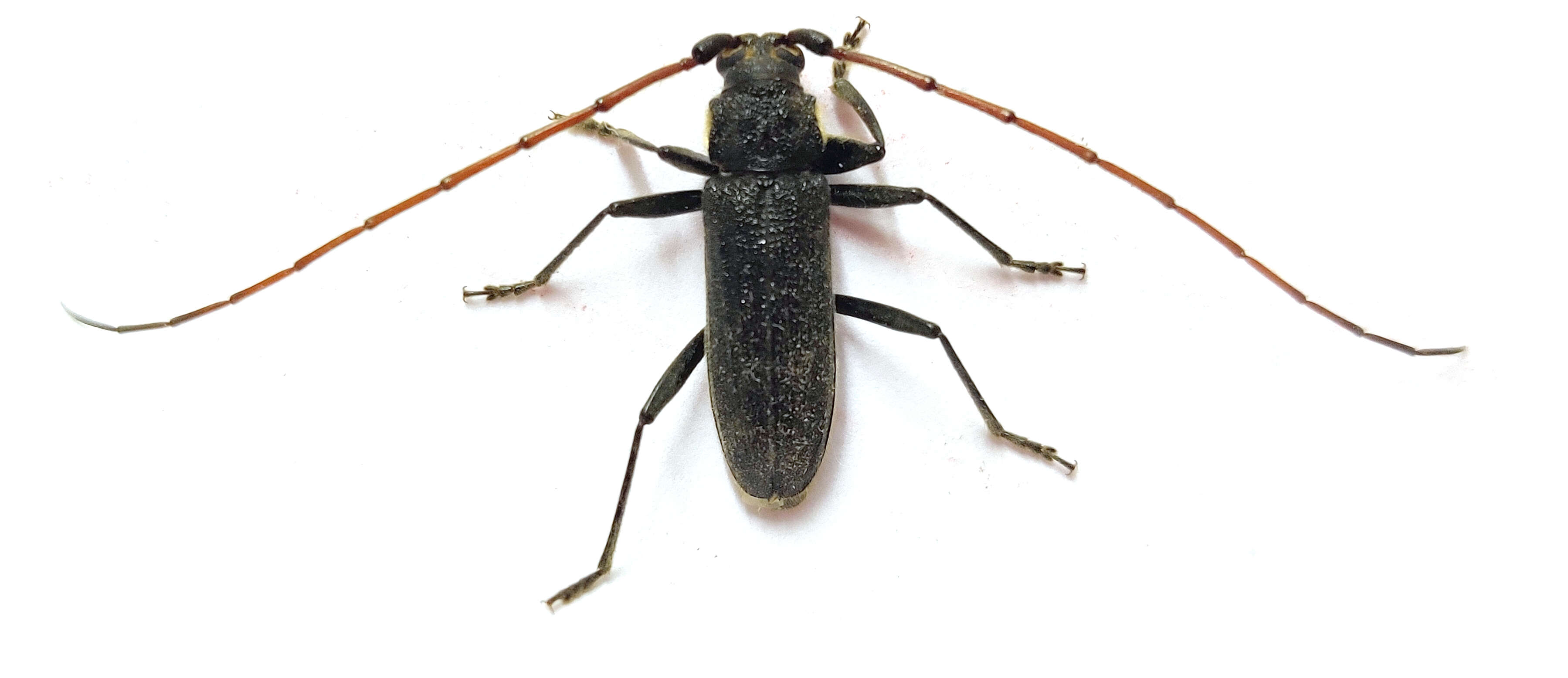 Image of Kulsi teak borer