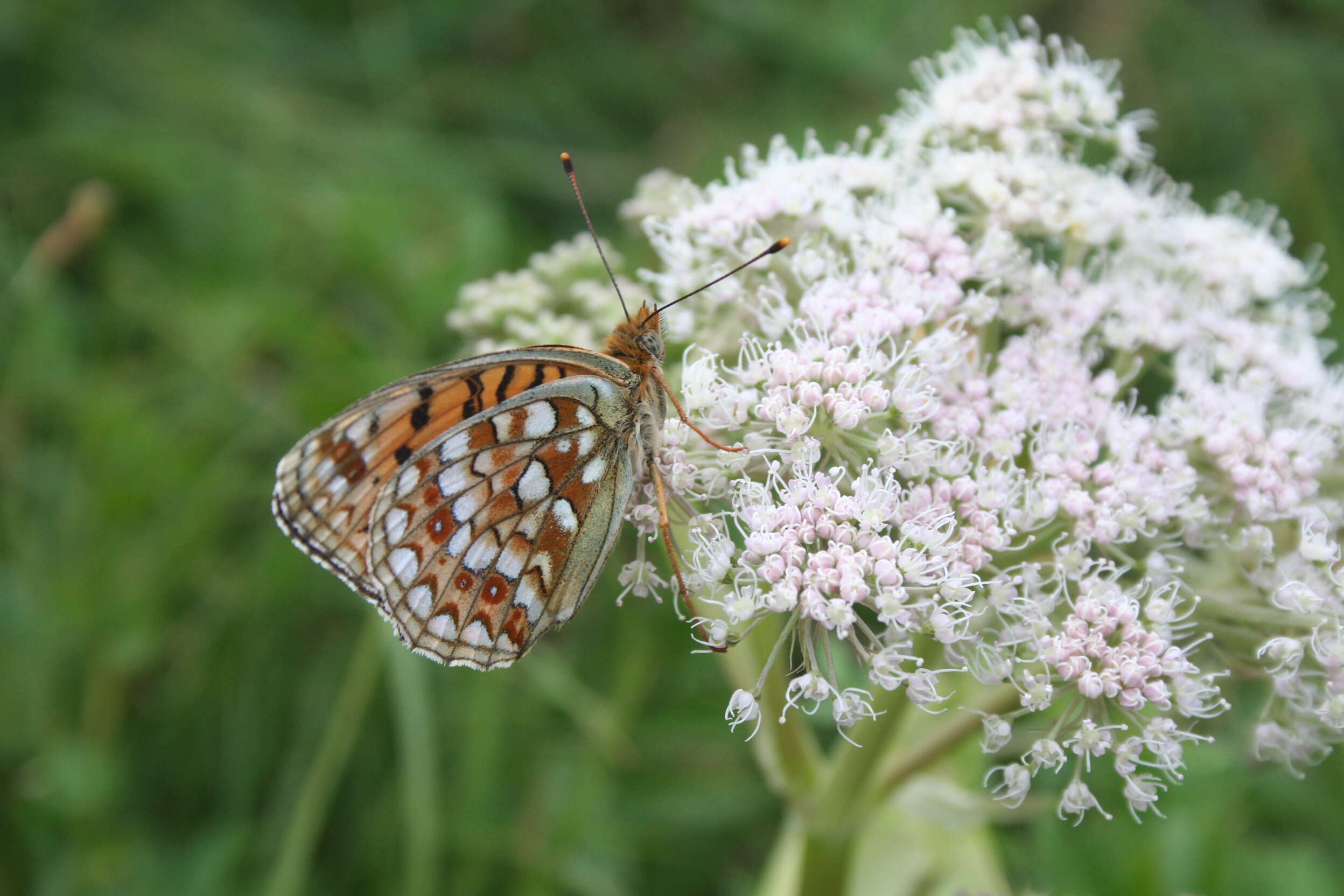 Imagem de Fabriciana niobe Linnaeus 1761