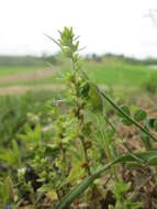 Image of common speedwell