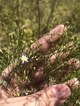 Image of serpentine aster