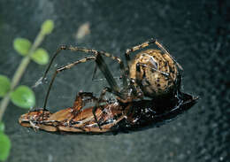 Image de Parasteatoda