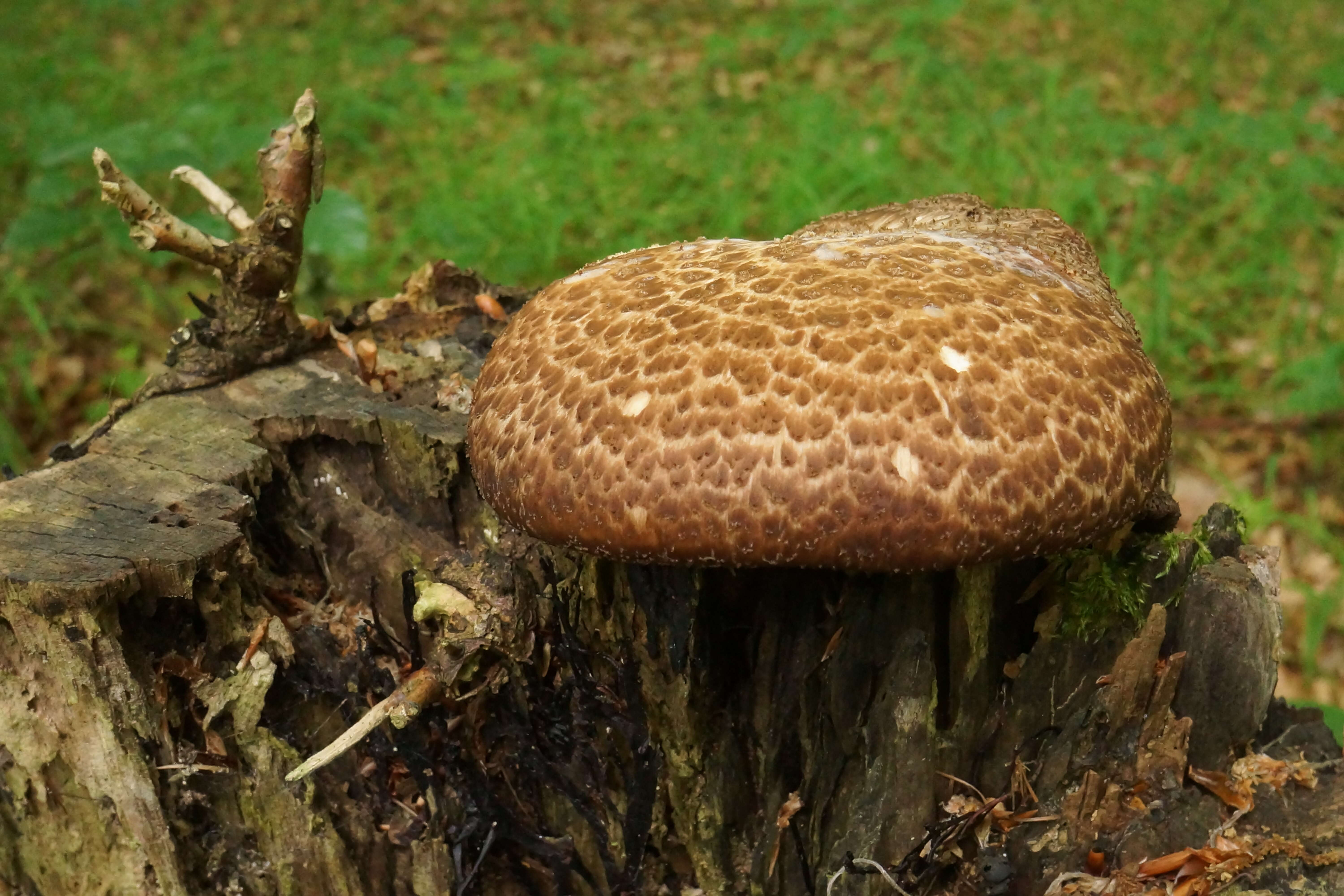 Image of dryad's saddle