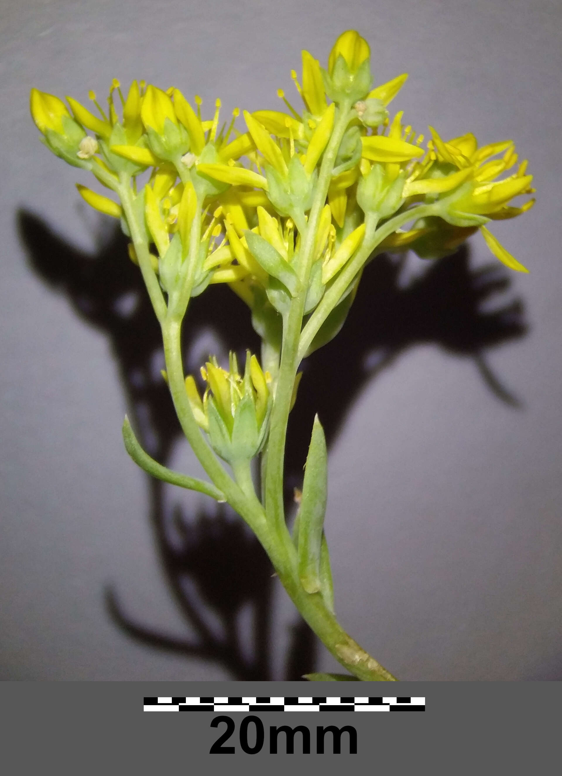 Слика од Petrosedum rupestre (L.) P. Heath