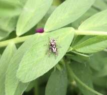 Image of Zebra spider