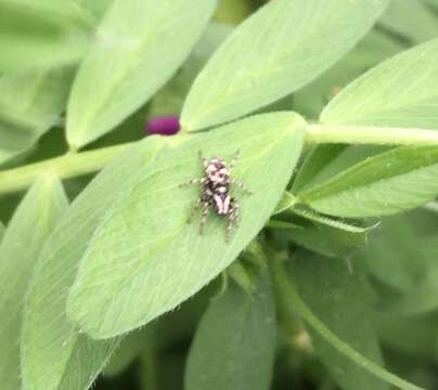 Image of Zebra spider