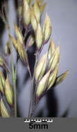 Image of Creeping Soft Grass