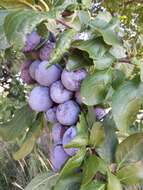 Image of Prunus subgen. Prunus