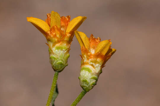 Image of Rocky Mountain zinnia