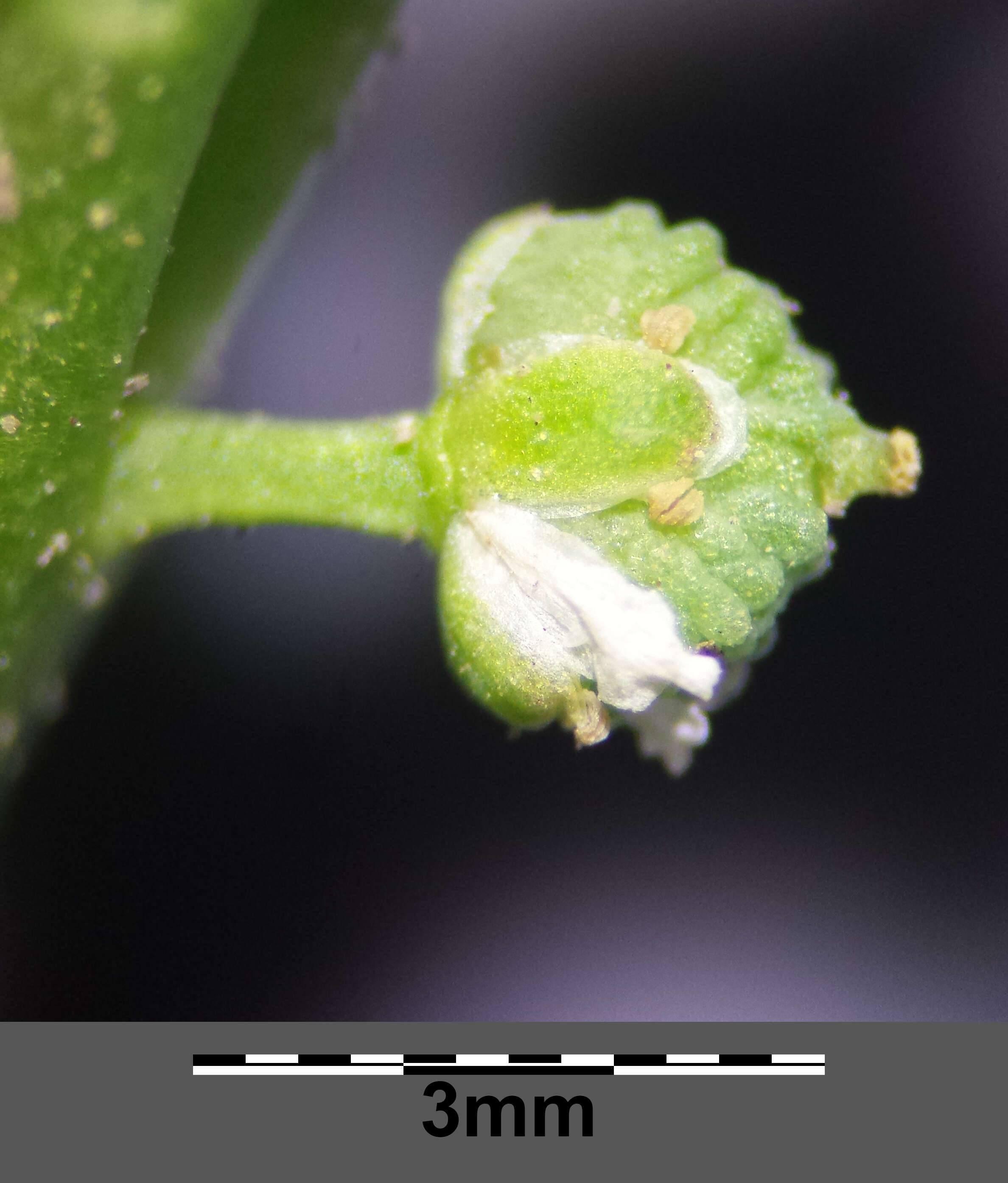 Image of Creeping Watercress