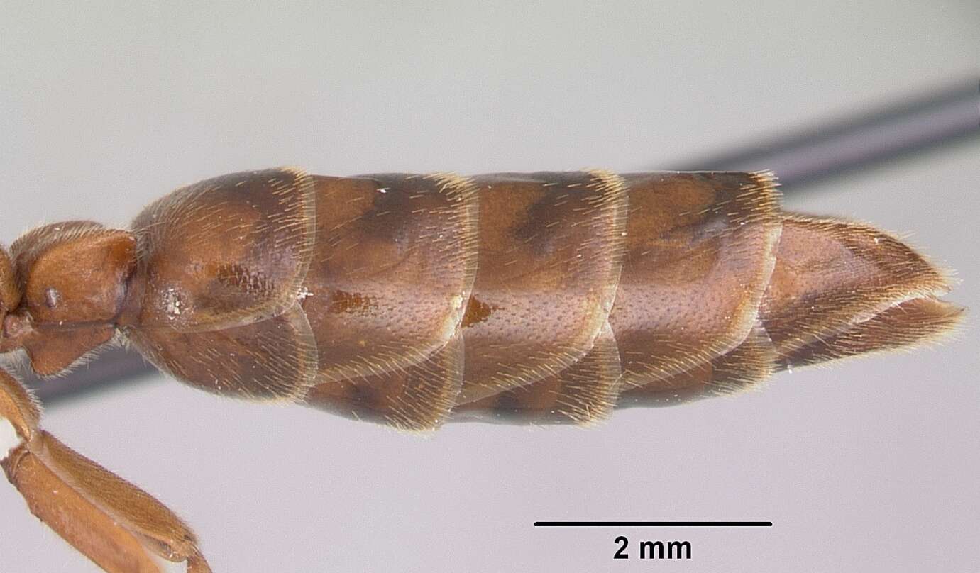 Image of Neivamyrmex opacithorax (Emery 1894)