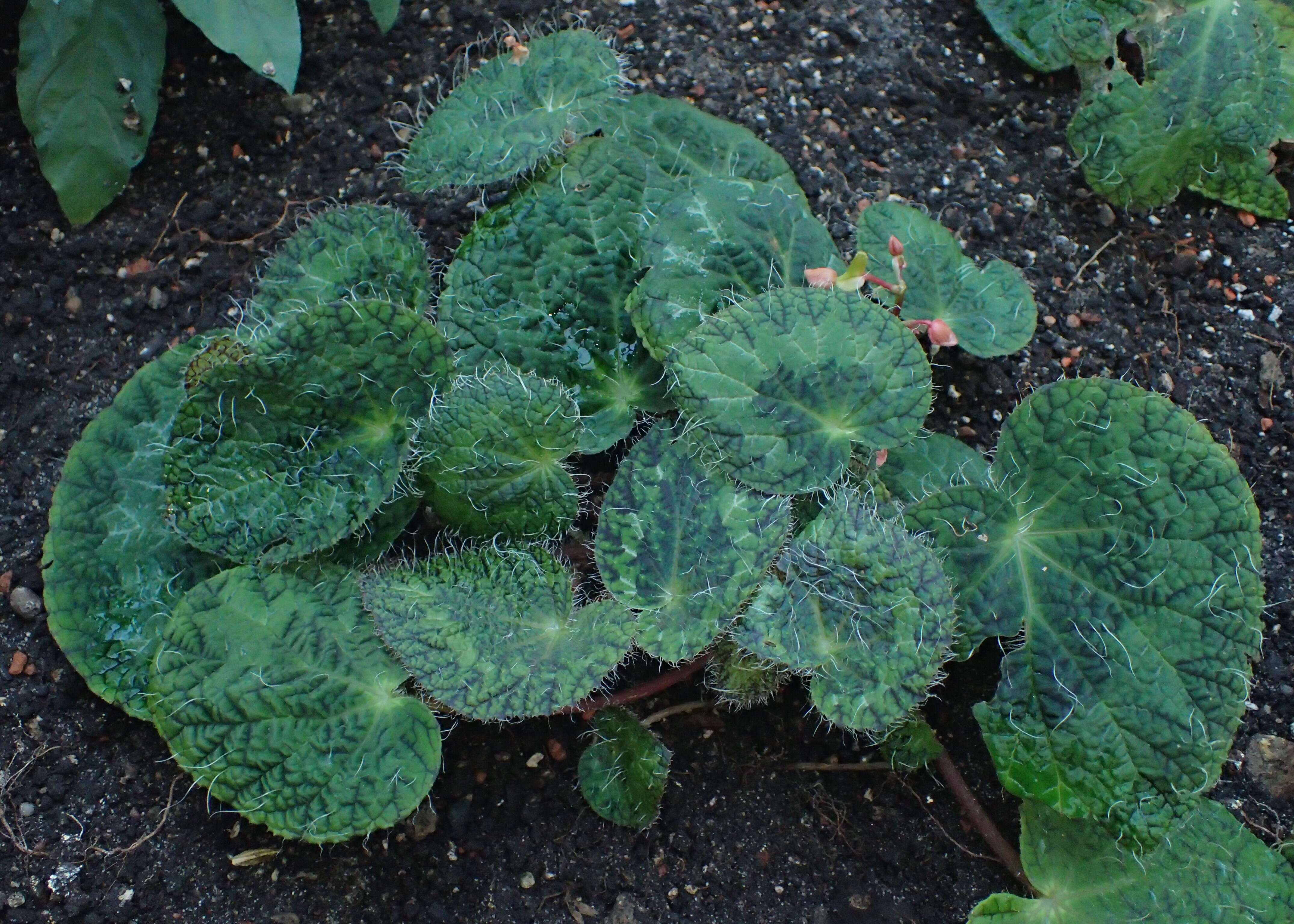 Image of Begonia sizemoreae Kiew